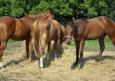 Storey Hill Farm ~ Horses