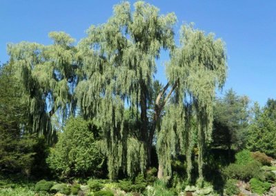 Toronto ~ Edwards Gardens ~ Willows