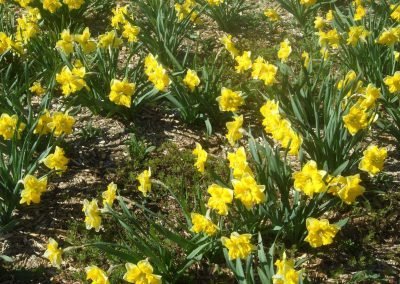 Whitby Waterfront Trail ~ Daffodils